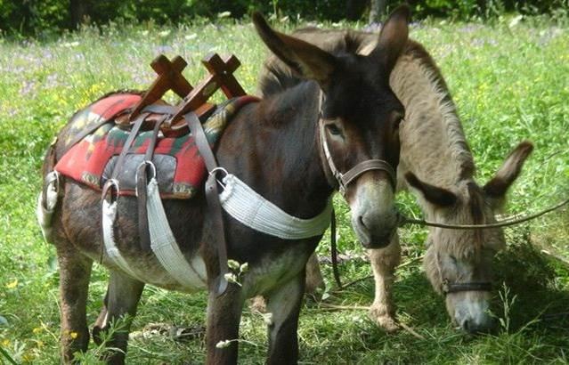 Donkey rides
